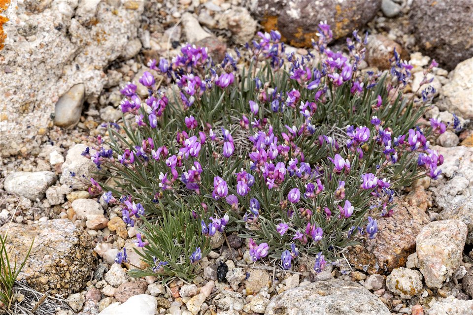 Astragalus spatulatus