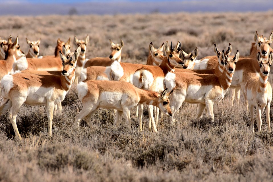 Pronghorn at Seedskadee National Wildlife Refuge