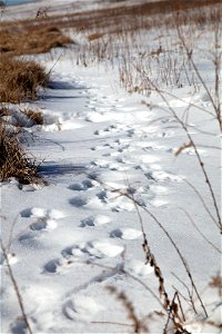 Fox Tracks in the Snow photo