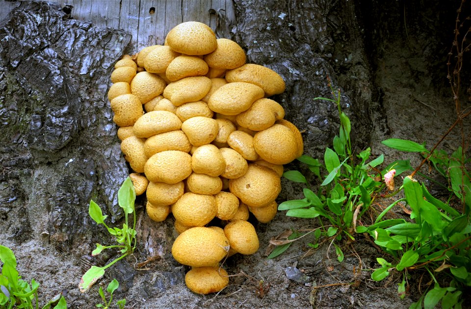 Gymnopilus junonius. photo