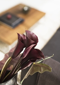 Lliving room in Deep purple Calla Lily flower photo