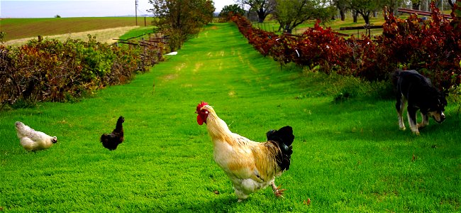 Rooster flipping the bird!