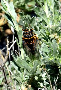 Sagebrush cicada at Seedskadee National Wildlife Refuge Wyoming