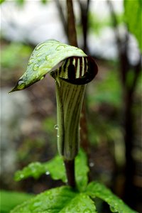 Jack in the Pulpit Spathe