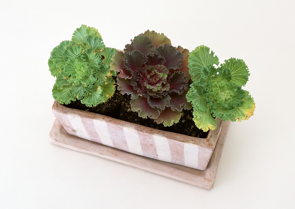 Plant pots with salad and herbs/planting/plant pots