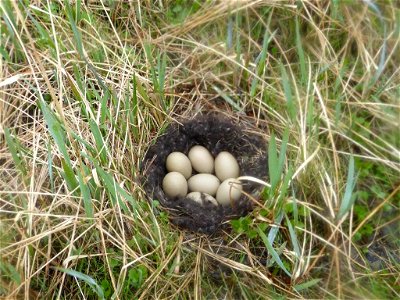 Steller's eider nest on Yukon Delta National Wildlife Refuge photo