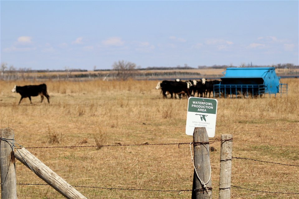Grazing on Eldridge WPA Lake Andes Wetland Management District South Dakota
