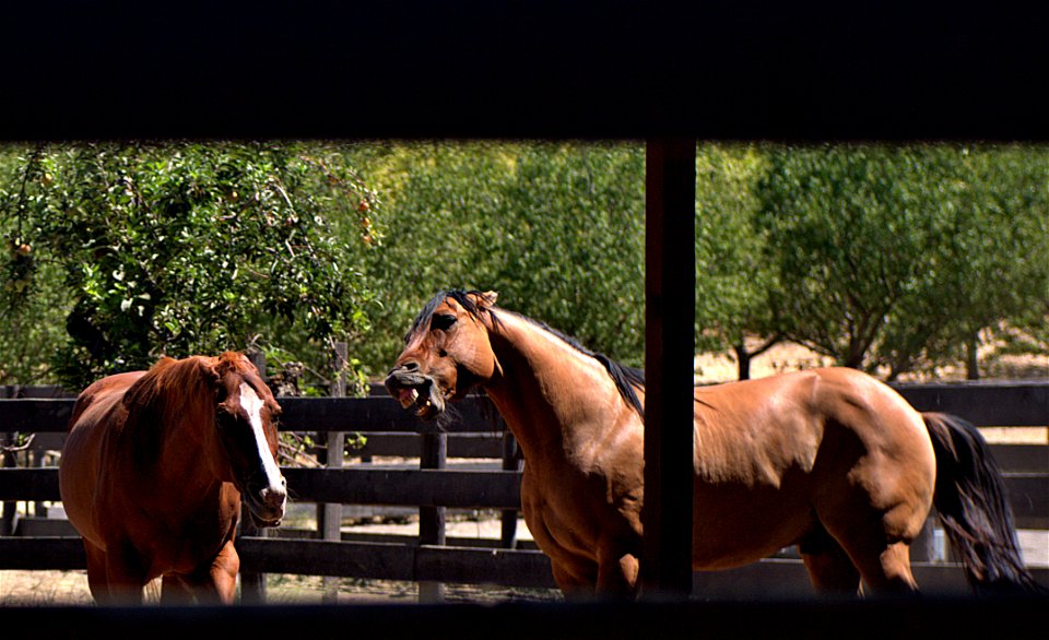 Mr. Ed Speaks