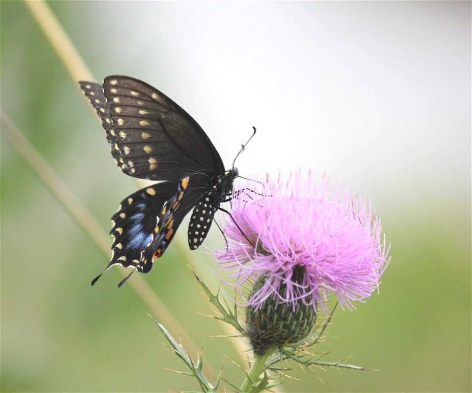 Black Swallowtail Butterfly