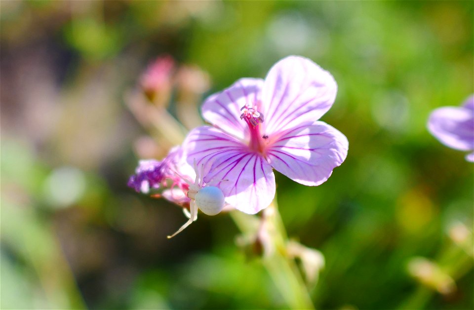 Crab spider on the National Elk Refuge photo