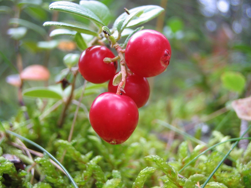 Forest wild berry cowberry