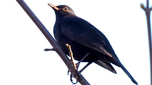 Die Amsel hat im Dreck gestochert