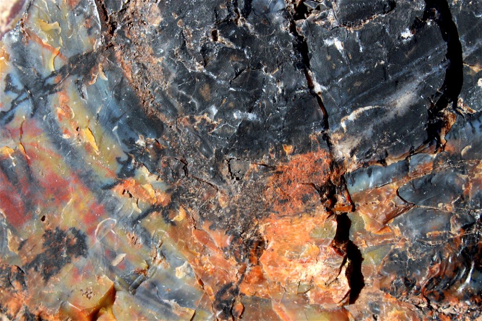 08-01-17_3306 Closeup petrified wood, Crystal Forest, NPS-Hallie Larsen