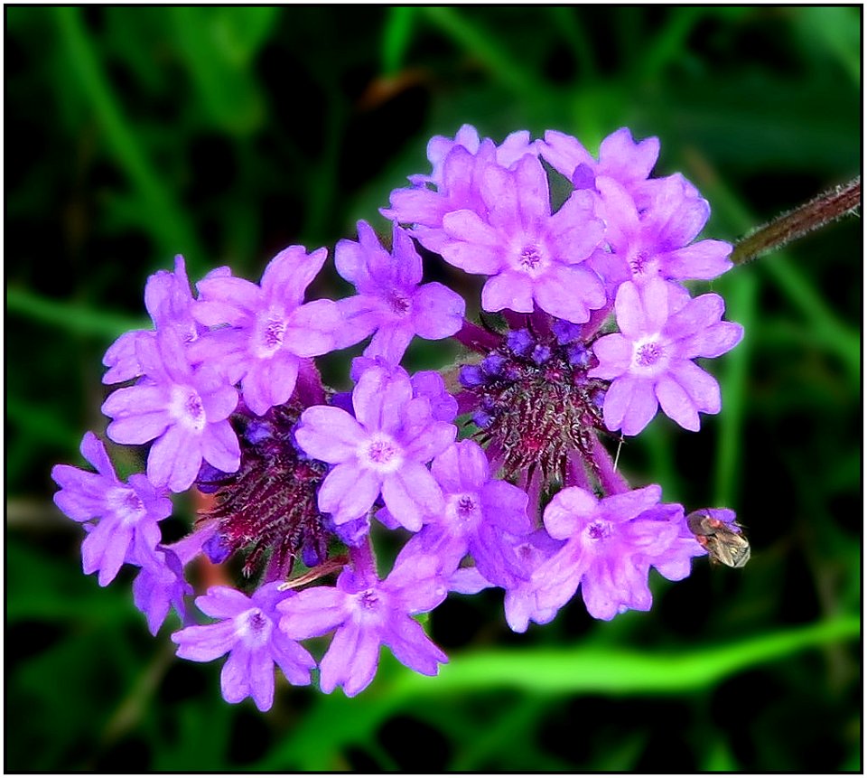 Purpletop -- Verbena bonariensis