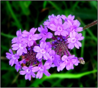 Purpletop -- Verbena bonariensis
