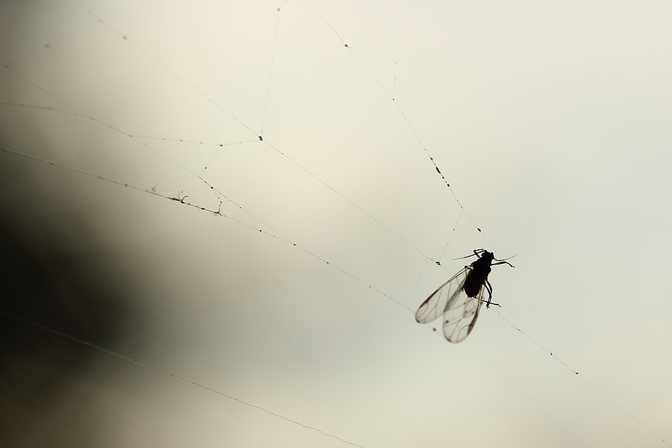 Spider caught spin threads