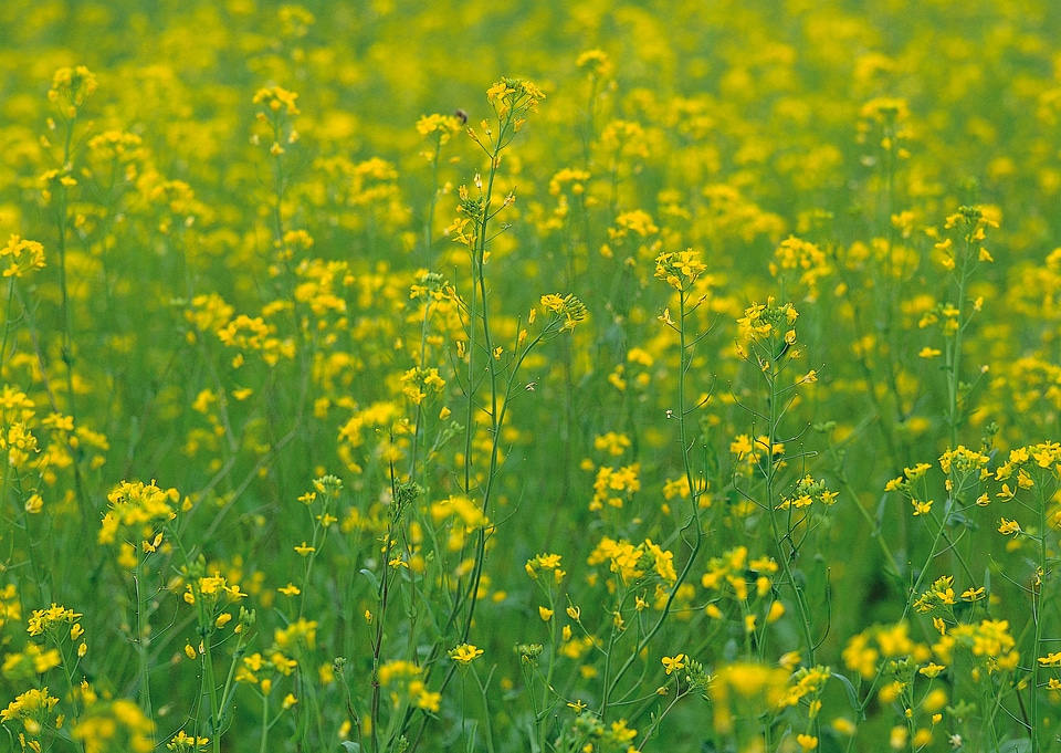 Yellow field rapeseed in bloom