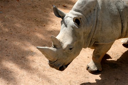 White Rhino photo