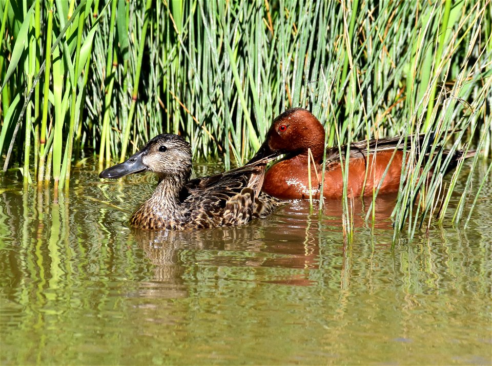 Cinnamon teal at Seedskadee National Wildlife Refuge