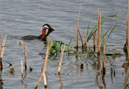 Grebe photo