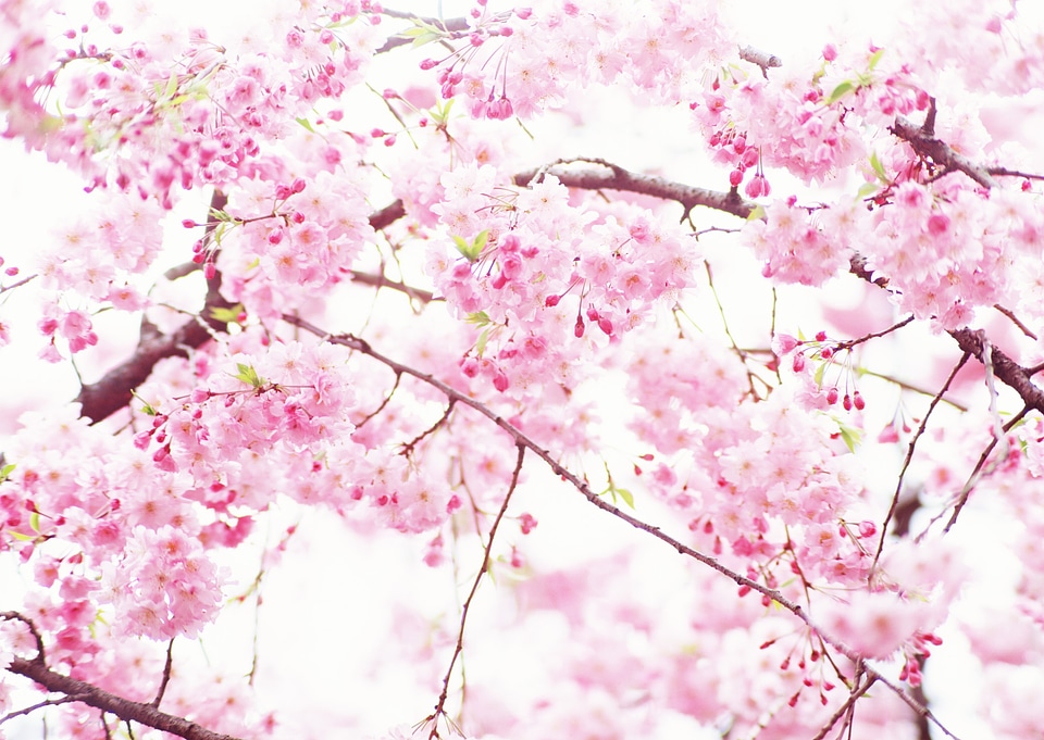 Cherry Blossom at Sakura in Japan.
