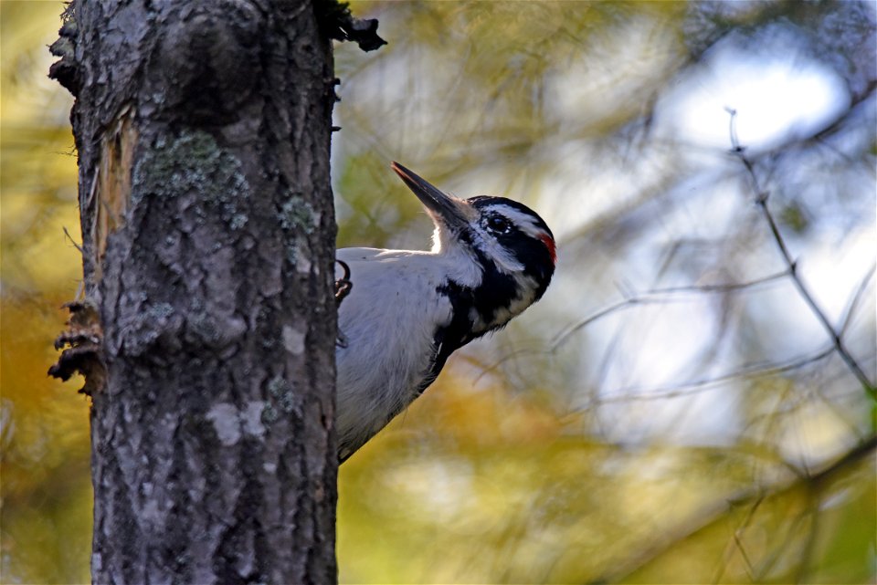 Hairy woodpecker photo