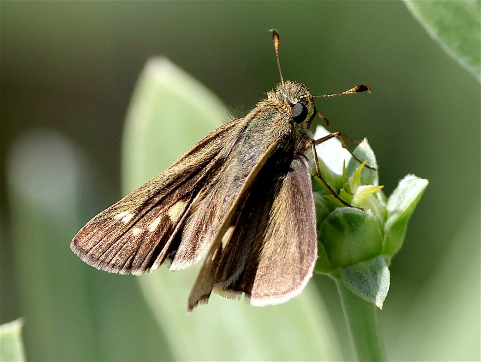 SKIPPER, OBSCURE (Panoquina panoquinoides) (02-18-2023) south texas ecotourism center, laguna vista, cameron co, tx -06