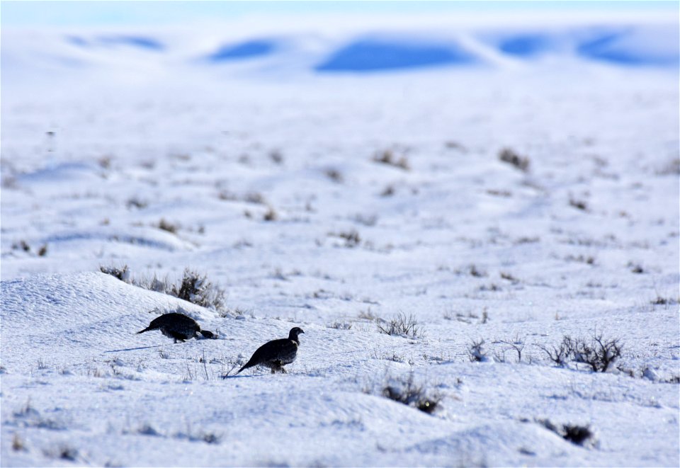 Greater sage-grouse on Seedskadee National Wildlife Refuge