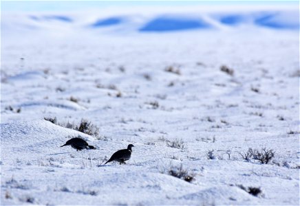 Greater sage-grouse on Seedskadee National Wildlife Refuge