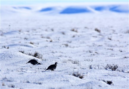 Greater sage-grouse on Seedskadee National Wildlife Refuge photo