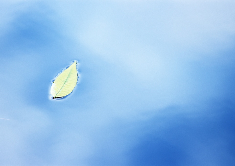 Single green leaf over the water
