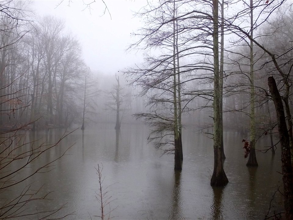 Foggy at Mingo