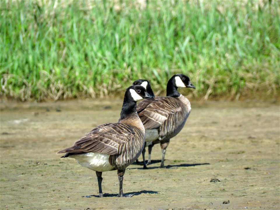 Cackling Geese photo