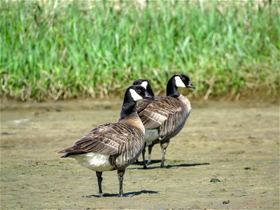 Cackling Geese photo