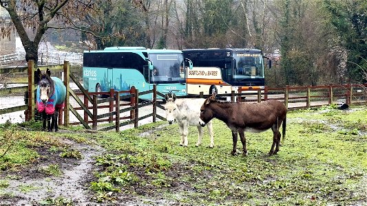 Donkeys & Coaches Kent Life photo
