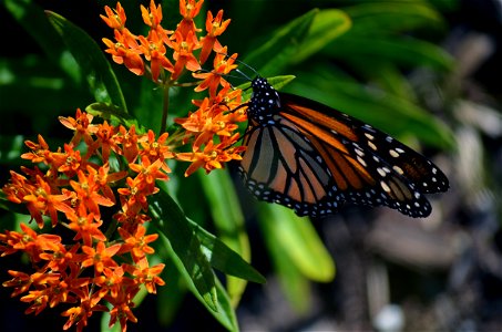 Monarch on butterflyweed photo