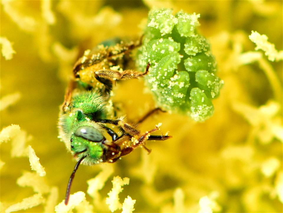 Metallic green sweatbee on prickly pear cactus at Pathfinder National Wildlife Refuge Wyoming