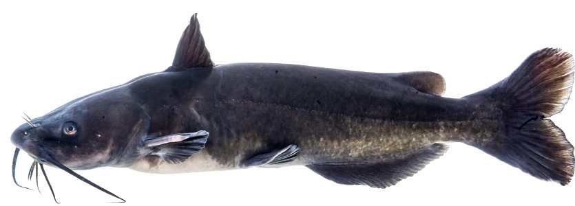 Channel Catfish (Ictalurus punctatus) photo