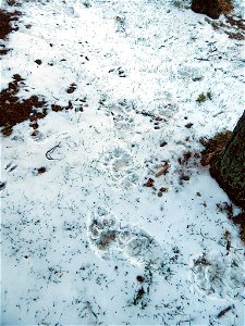 Black Bear Tracks