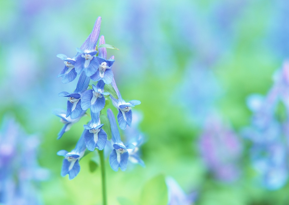 The lily of the Valley - Convallaria Majalis photo