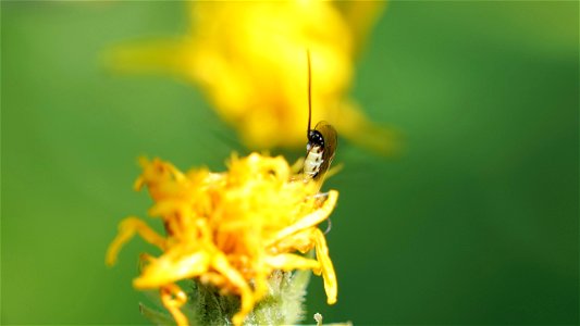 Schlupfwespe (Ichneumonidae) bei der "Arbeit"