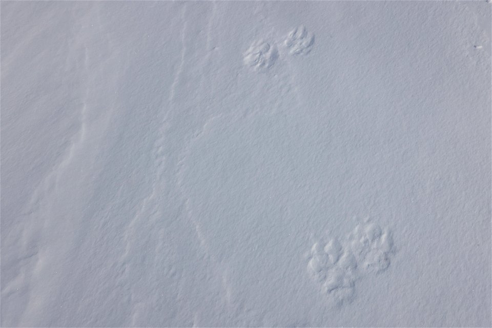 Wolf tracks in the snow