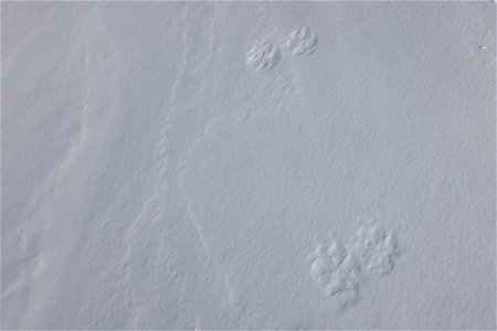 Wolf tracks in the snow photo