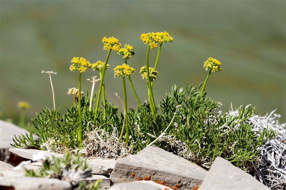 Cymopterus sessiliflorus