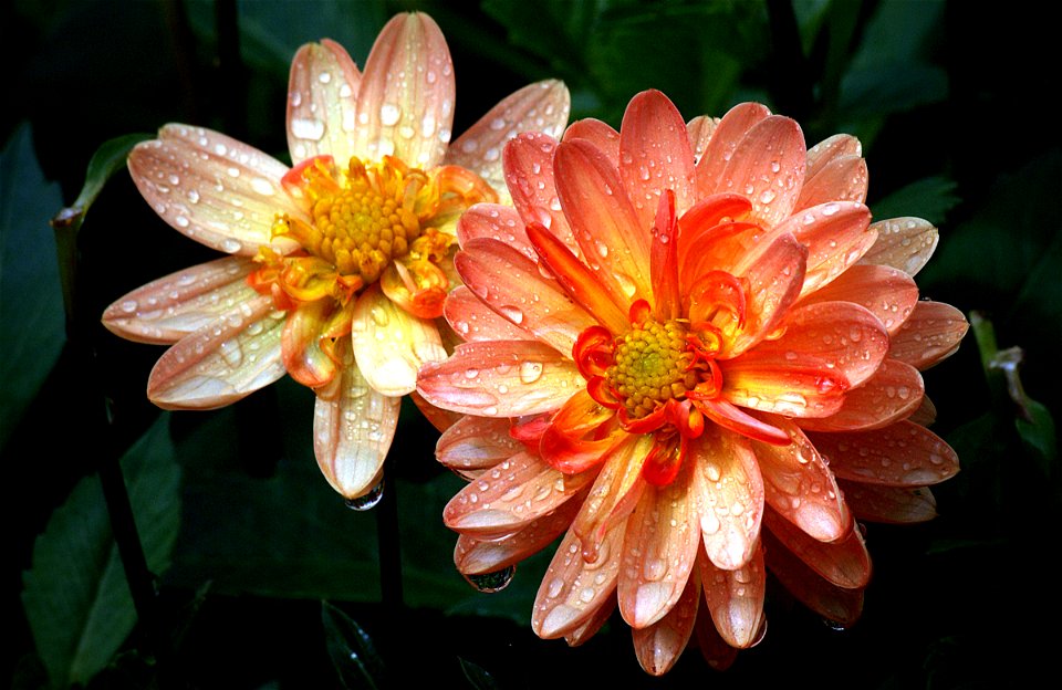 Taratahi Sunrise. Dahlia