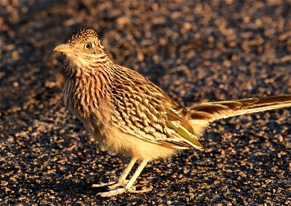 Greater roadrunner in Arizona photo