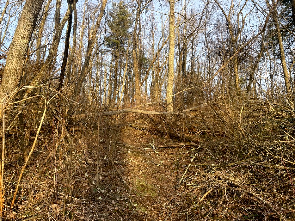 Trees down on AT North