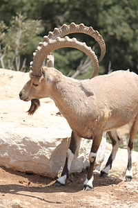 Biology mammal mountain photo