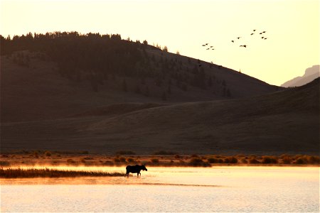 Golden Hour Moose photo