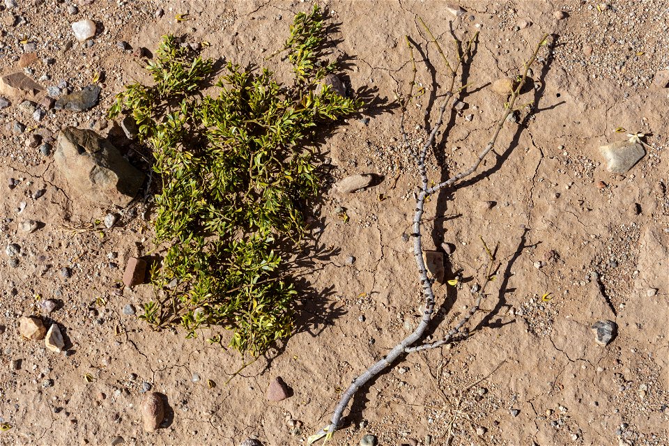 Larrea tridentata